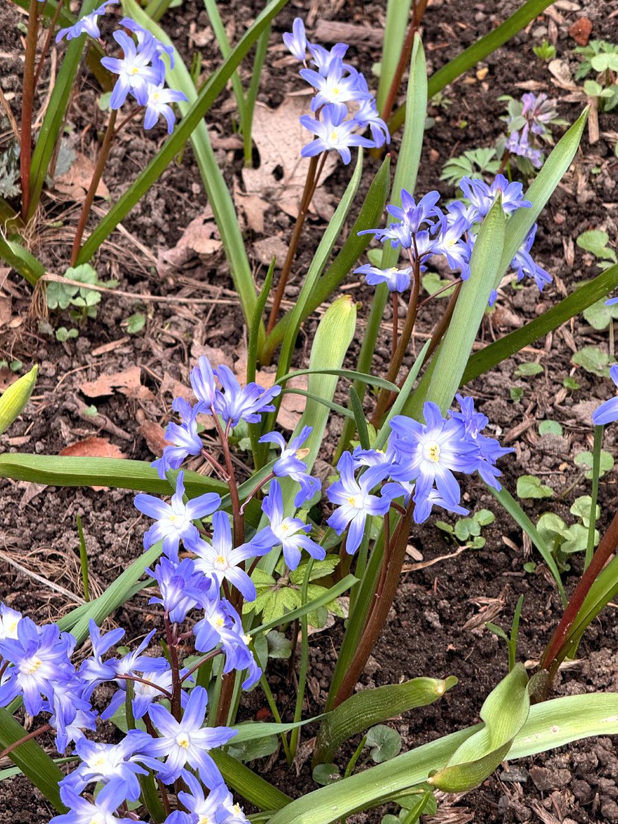 Изображение особи Chionodoxa forbesii.