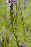 Polygala sibirica