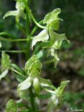 Platanthera chlorantha