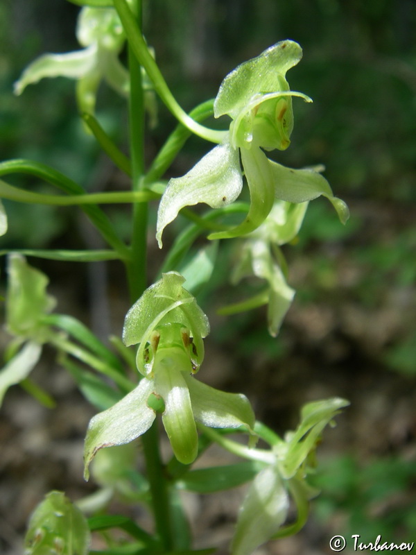 Изображение особи Platanthera chlorantha.