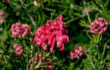 Grevillea rosmarinifolia. Соцветие. Краснодарский край, Сочи, Адлерский р-н, в культуре. 13.03.2025.