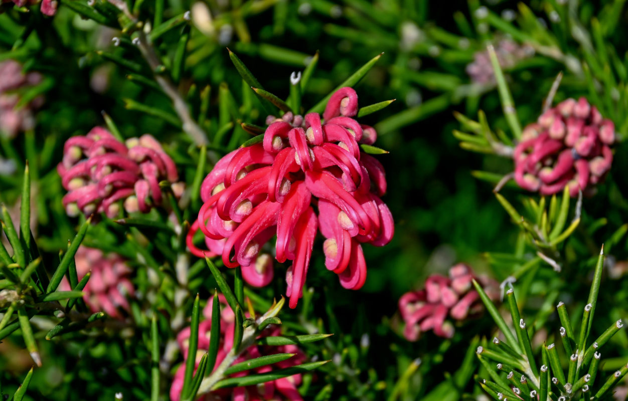 Image of Grevillea rosmarinifolia specimen.