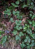 род Rubus