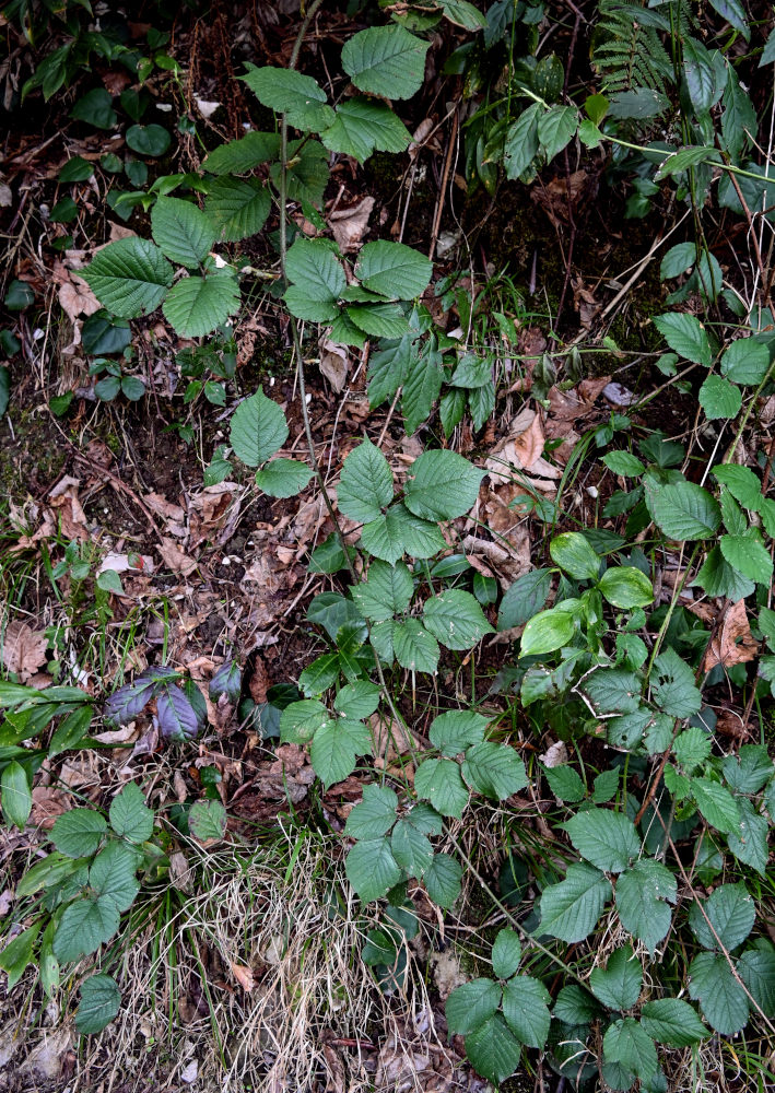 Image of genus Rubus specimen.