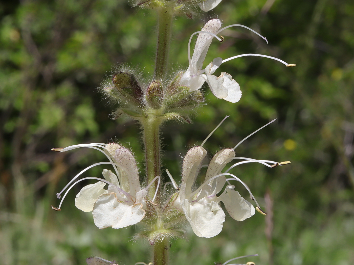 Image of Salvia austriaca specimen.