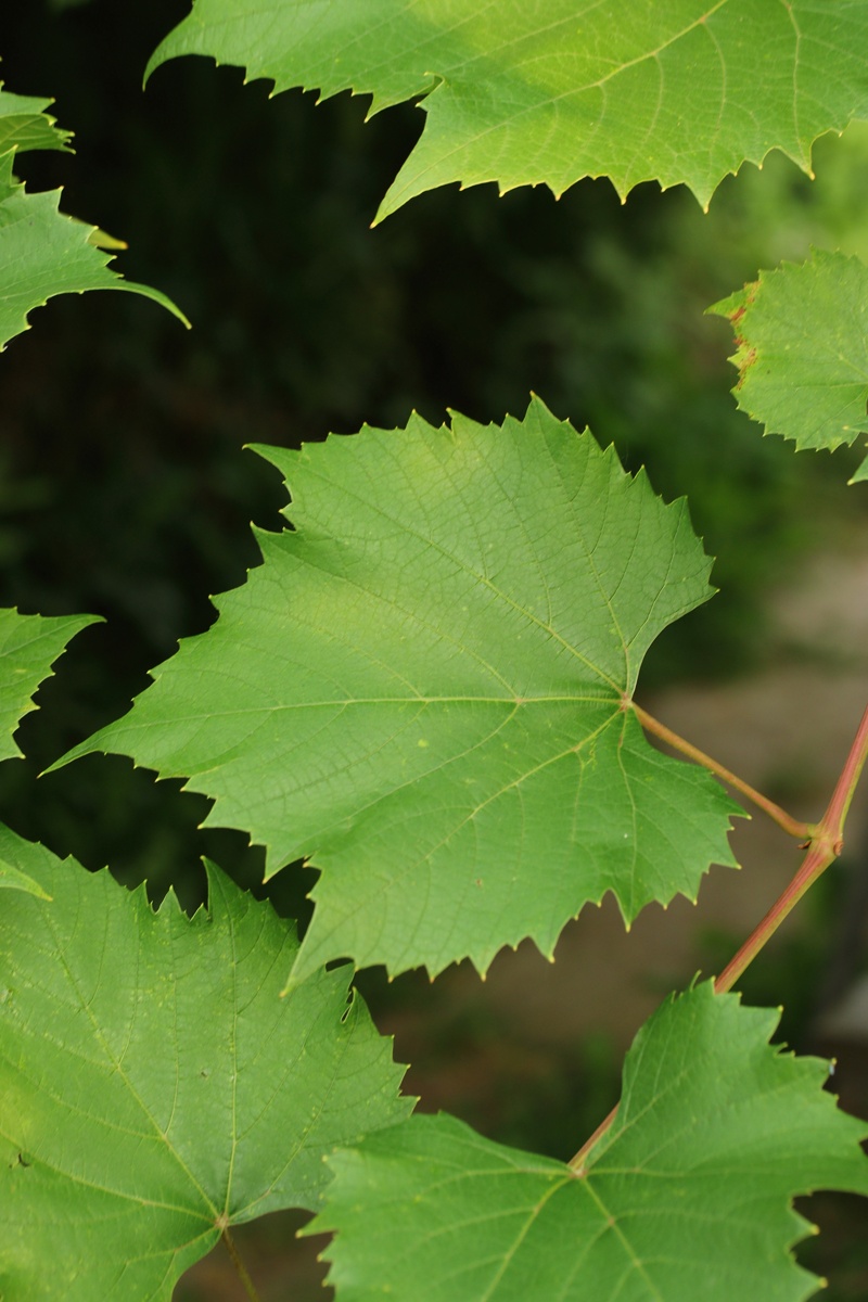 Image of Vitis &times; novae-angliae specimen.