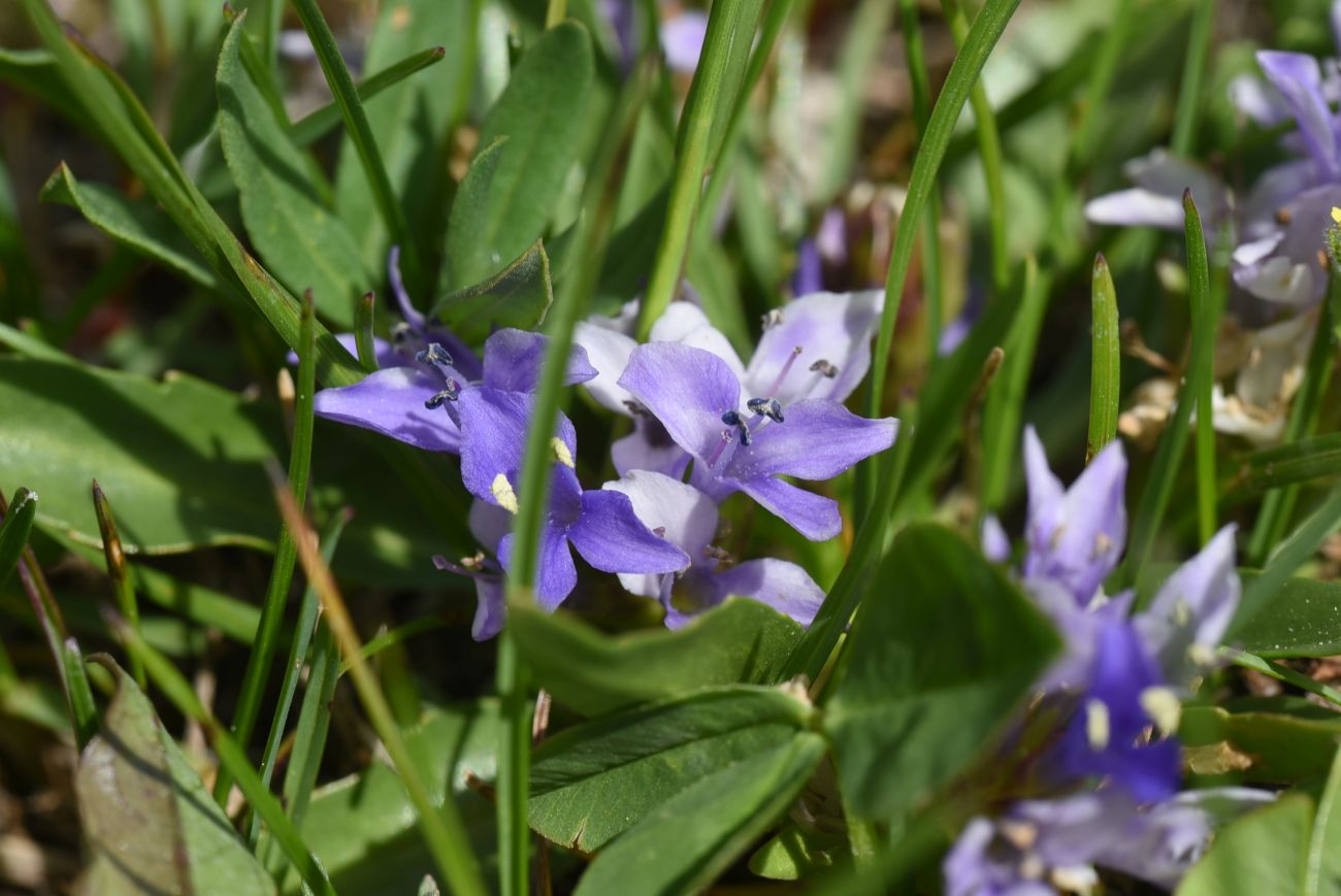Image of Lagotis stolonifera specimen.