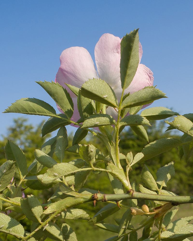 Image of Rosa canina specimen.