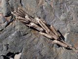Astragalus schelichowii