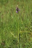 Dactylorhiza baltica