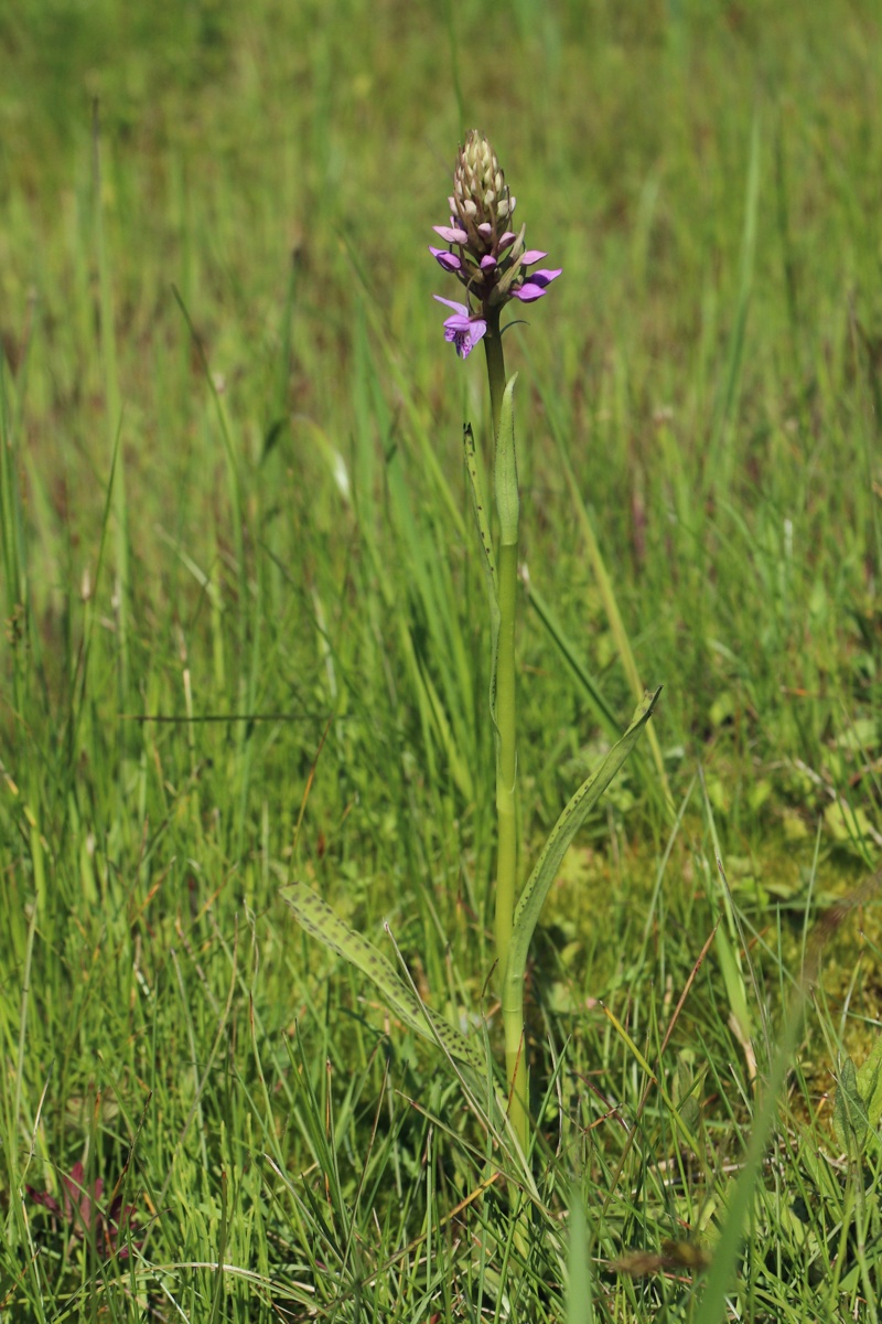 Image of Dactylorhiza baltica specimen.