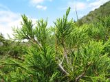 Juniperus sabina