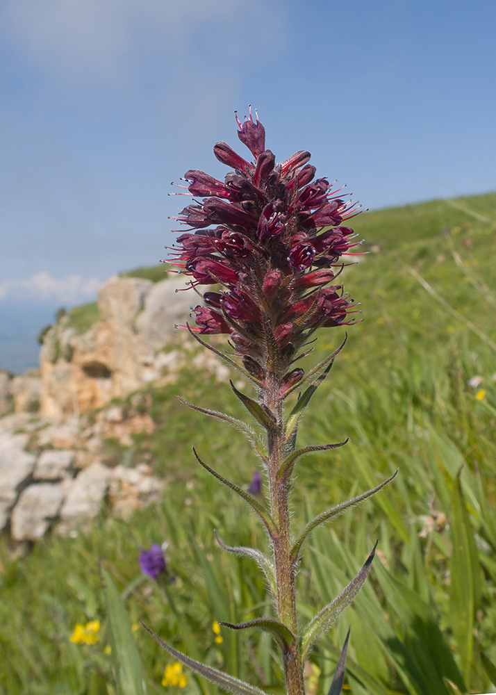 Image of Echium russicum specimen.