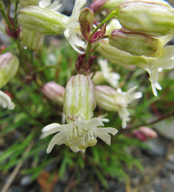 Image of Silene paucifolia specimen.