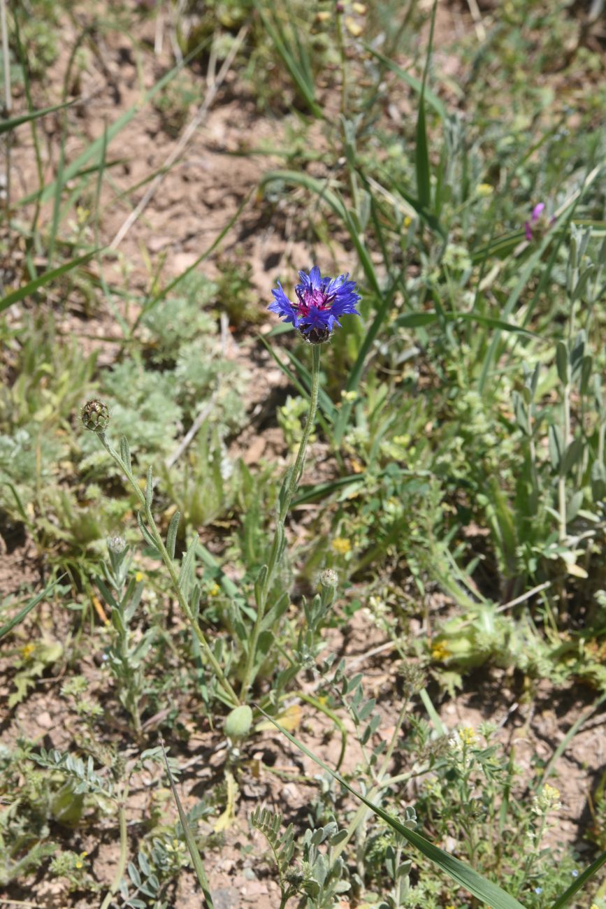 Image of Centaurea depressa specimen.