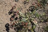 Euphorbia armena. Цветущее растение. Турция, ил Ван, р-н Битлис, восточный склон горы Немрут, сырт Магара, горная степь. 21 мая 2025 г.