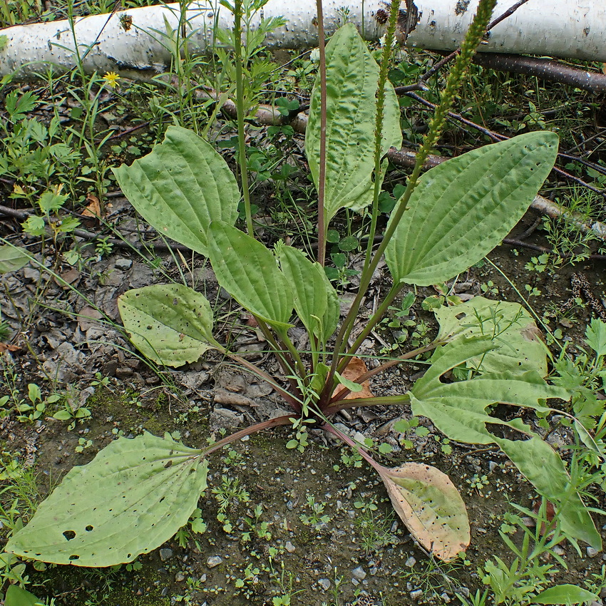 Изображение особи Plantago asiatica.
