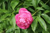 род Paeonia. Цветок и части листьев. Беларусь, Витебская обл., пос. Езерище, частная усадьба, в цветнике. 13.06.2025.
