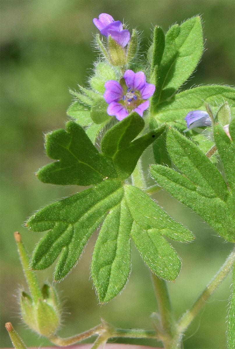 Image of Geranium pusillum specimen.