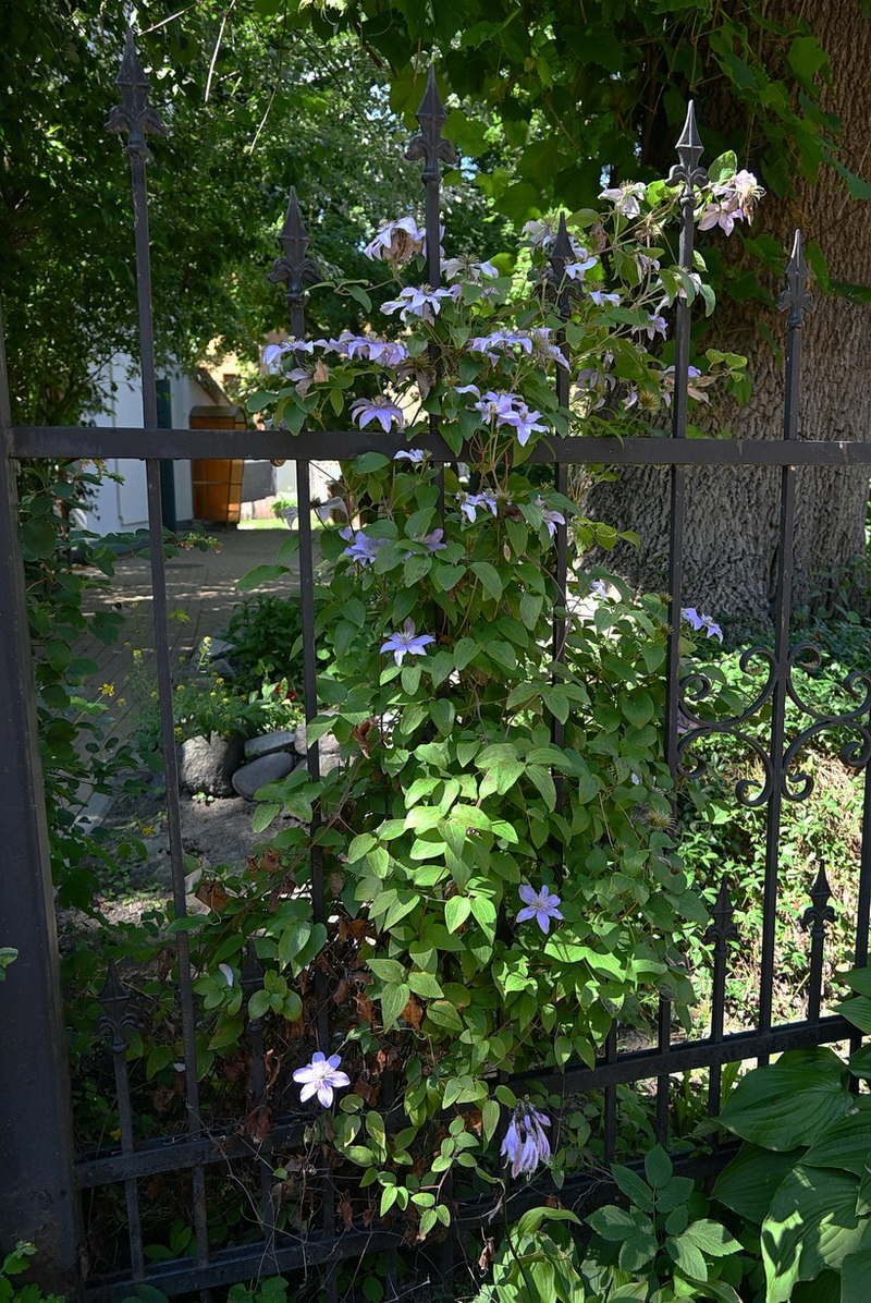 Image of Clematis viticella specimen.
