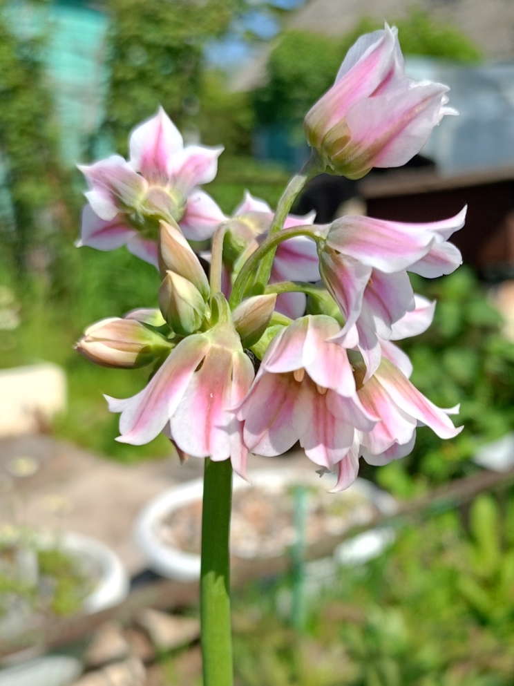 Изображение особи Nectaroscordum tripedale.