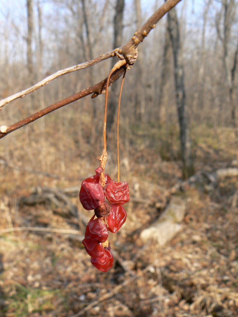 Image of Schisandra chinensis specimen.