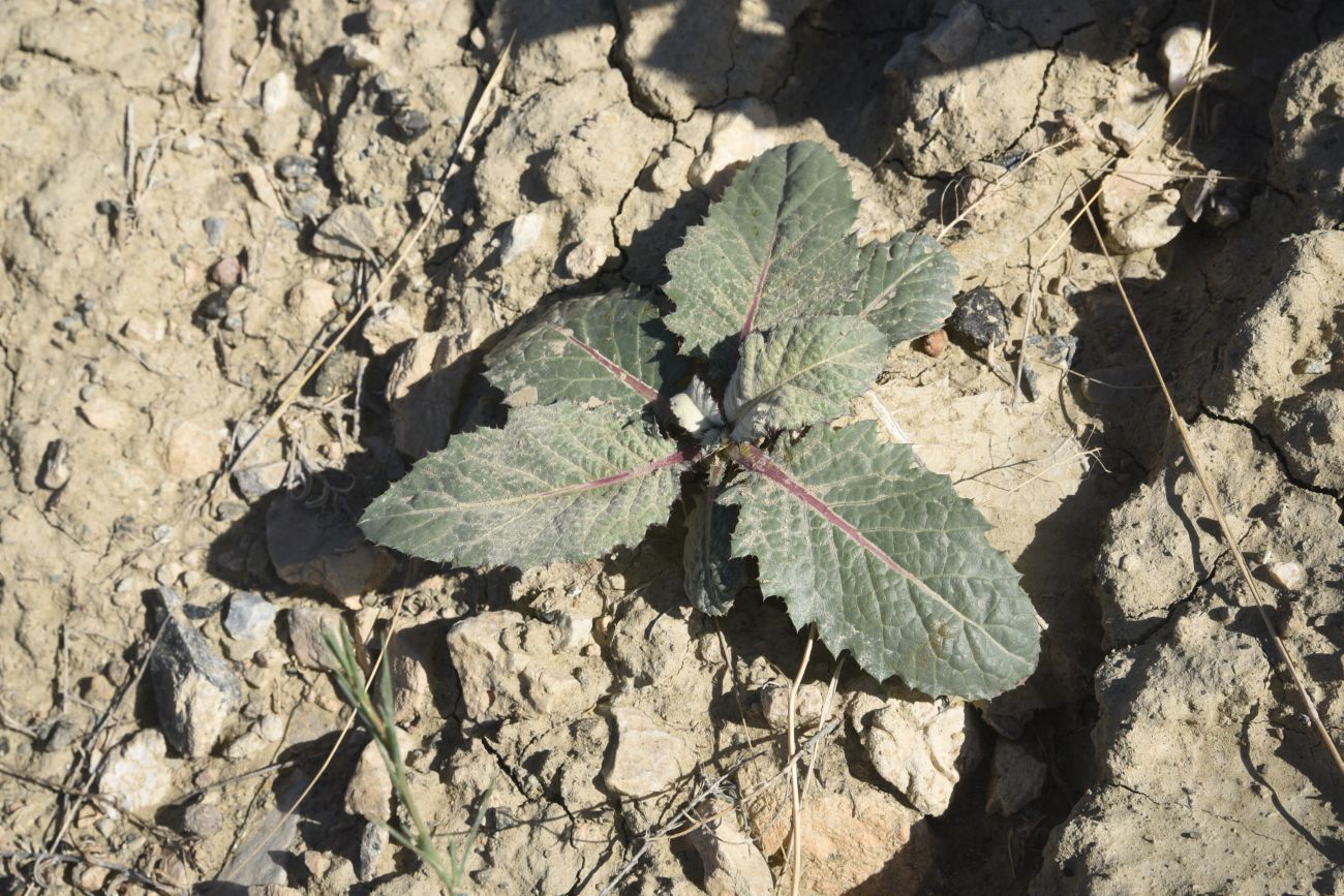 Image of genus Cousinia specimen.