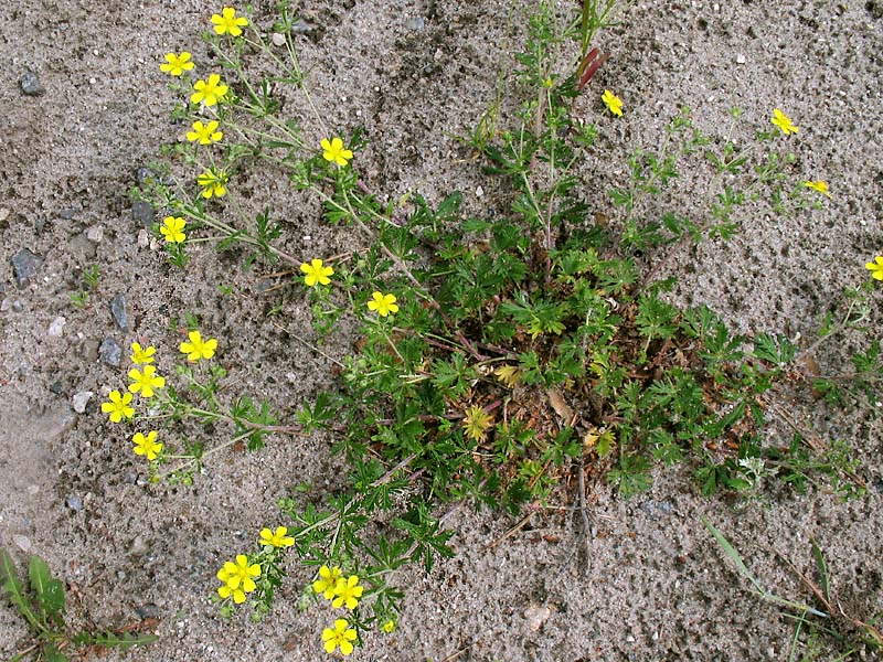 Image of Potentilla argentea specimen.