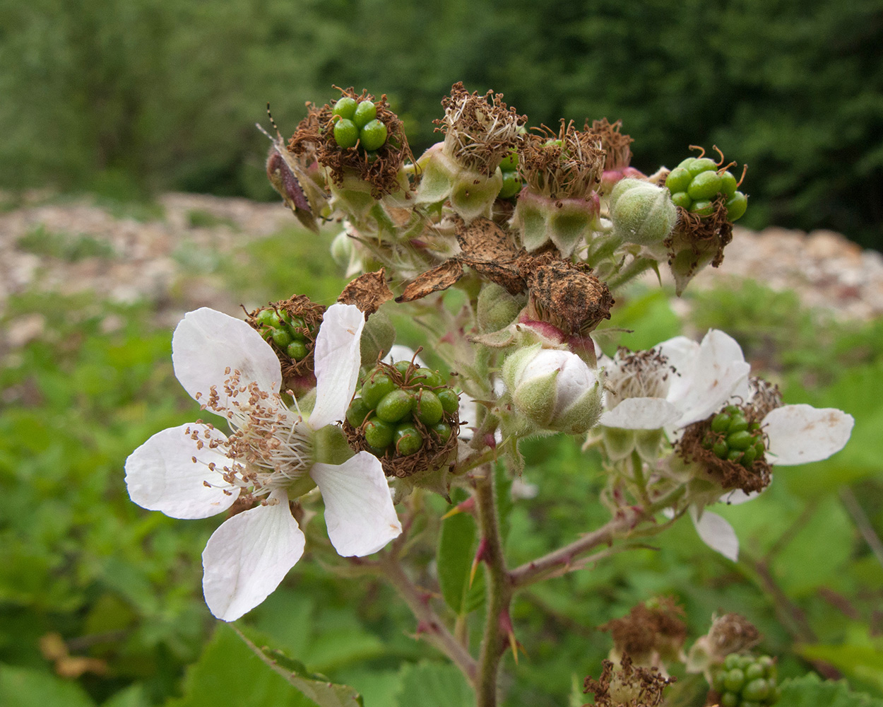 Изображение особи Rubus caucasicus.