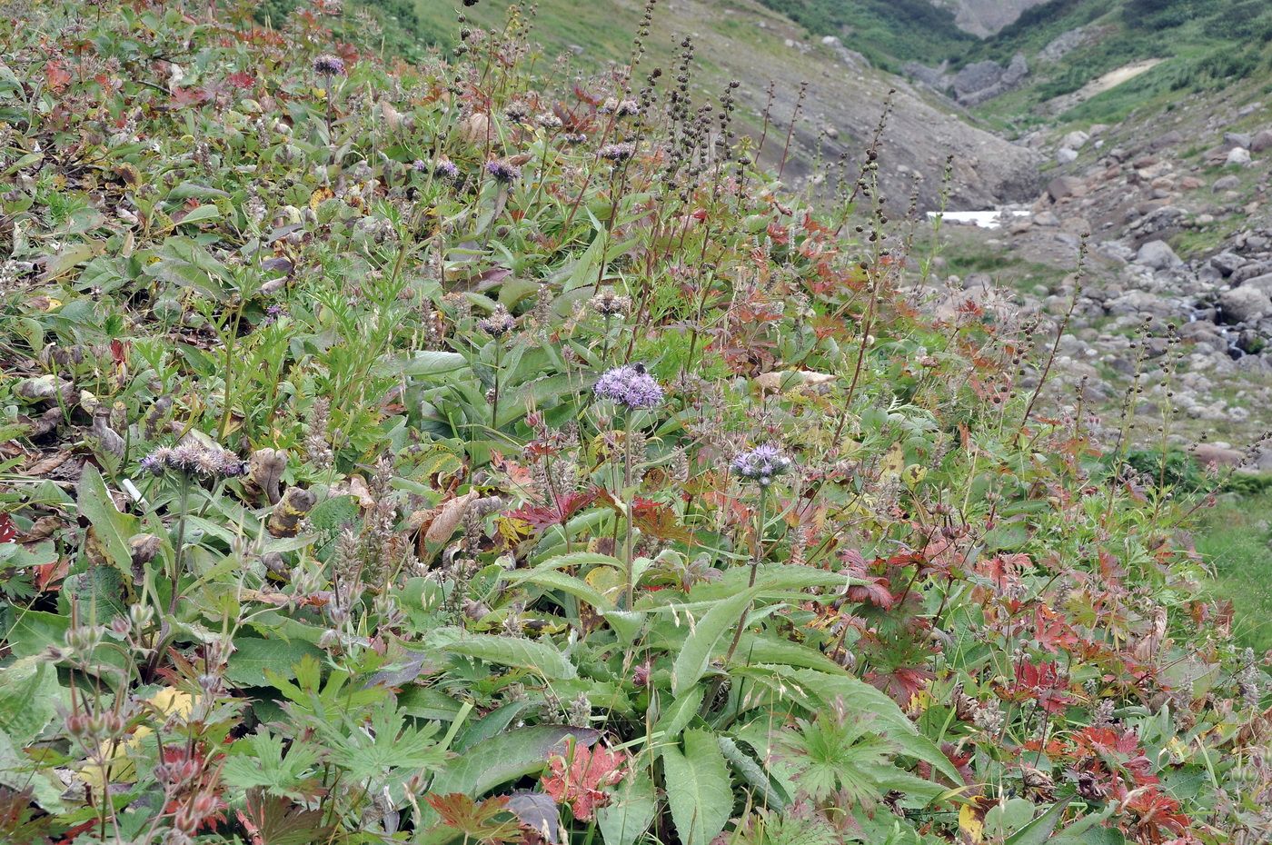 Image of genus Saussurea specimen.