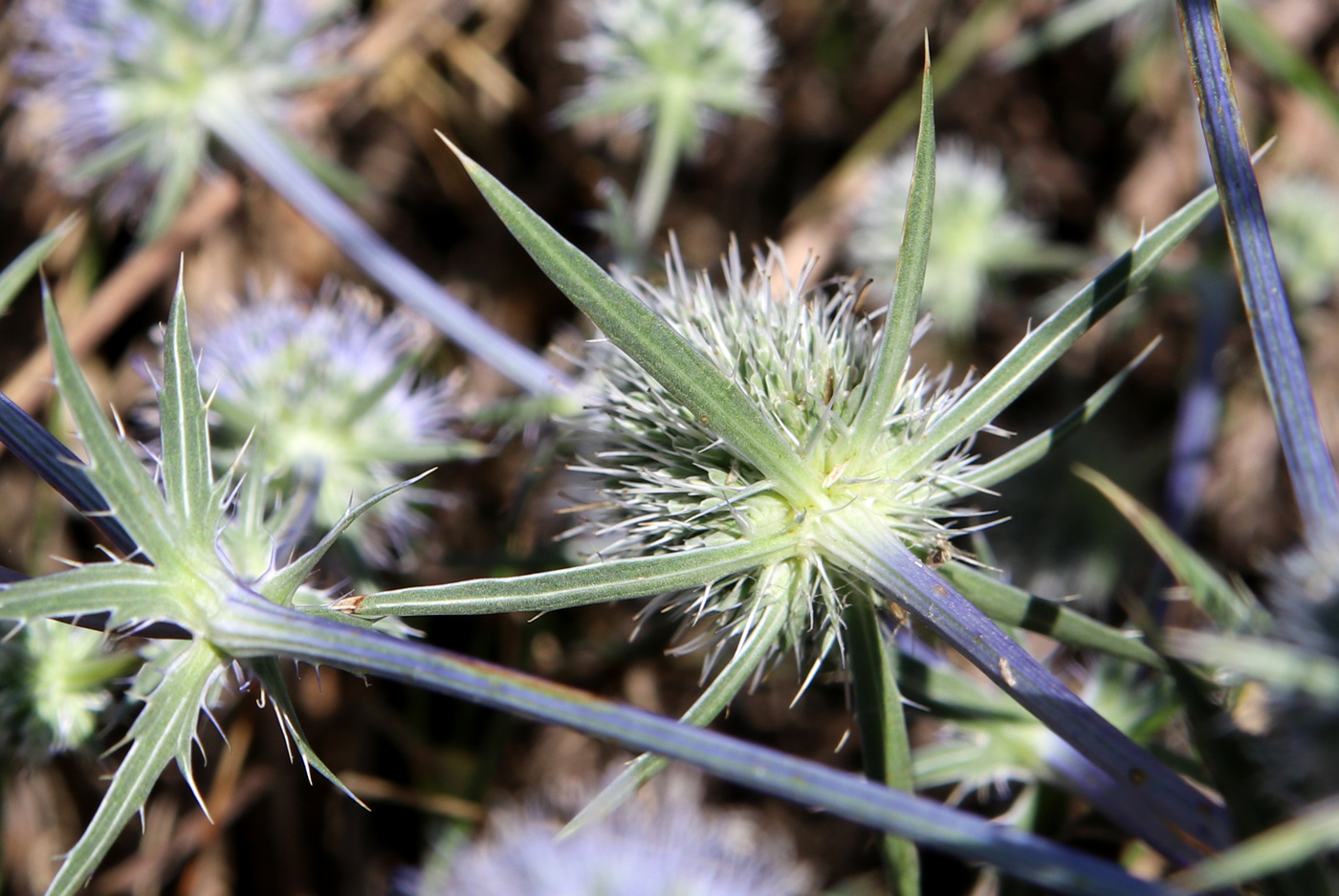 Изображение особи Eryngium planum.