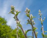 Campanula komarovii. Верхушки побегов с бутонизирующими соцветиями. Краснодарский край, м/о г. Новороссийск, гора Рябкова, ≈ 500 м н.у.м., скальное обнажение. 17.05.2015.