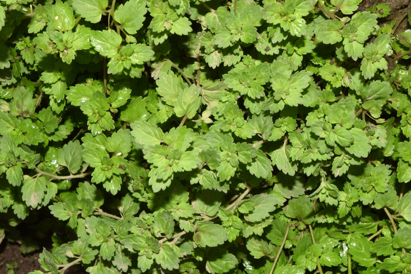 Изображение особи Veronica persica.