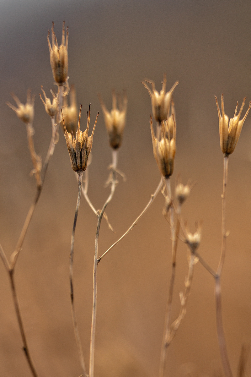 Image of Unknown species specimen.