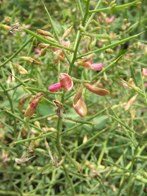 Image of Alhagi persarum specimen.