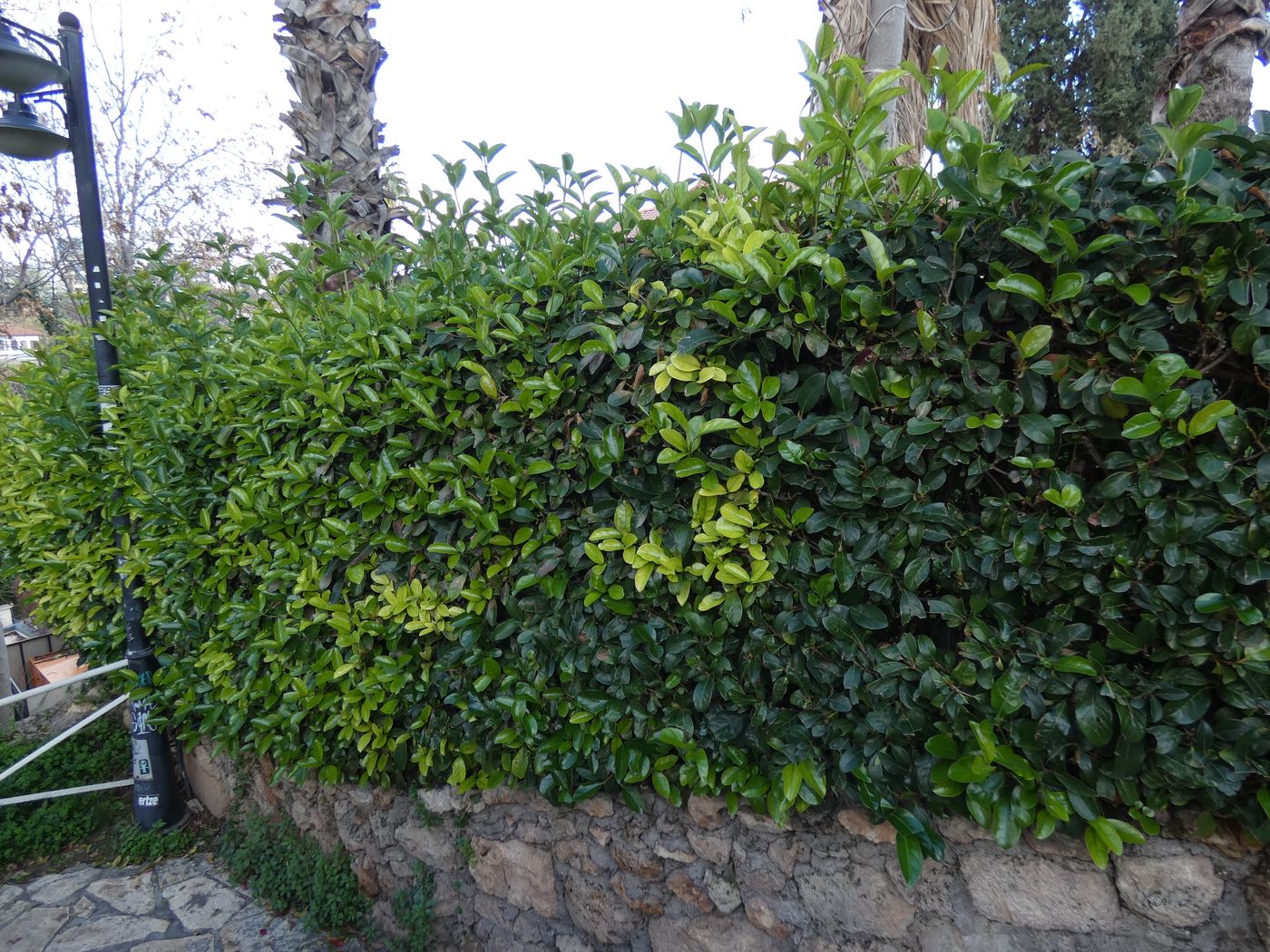 Image of Euonymus japonicus specimen.