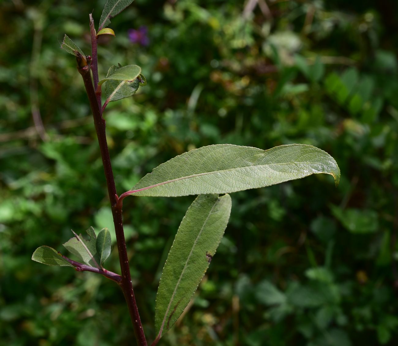 Изображение особи род Salix.