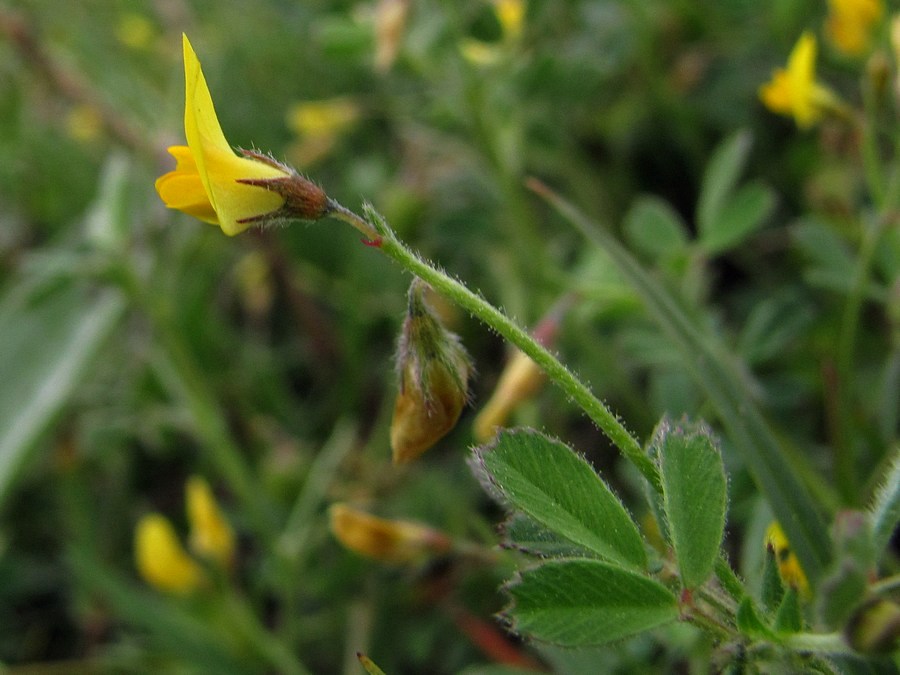 Image of Medicago disciformis specimen.
