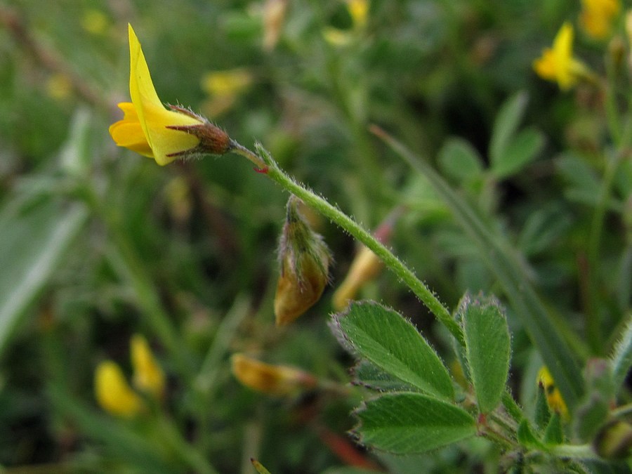 Изображение особи Medicago disciformis.