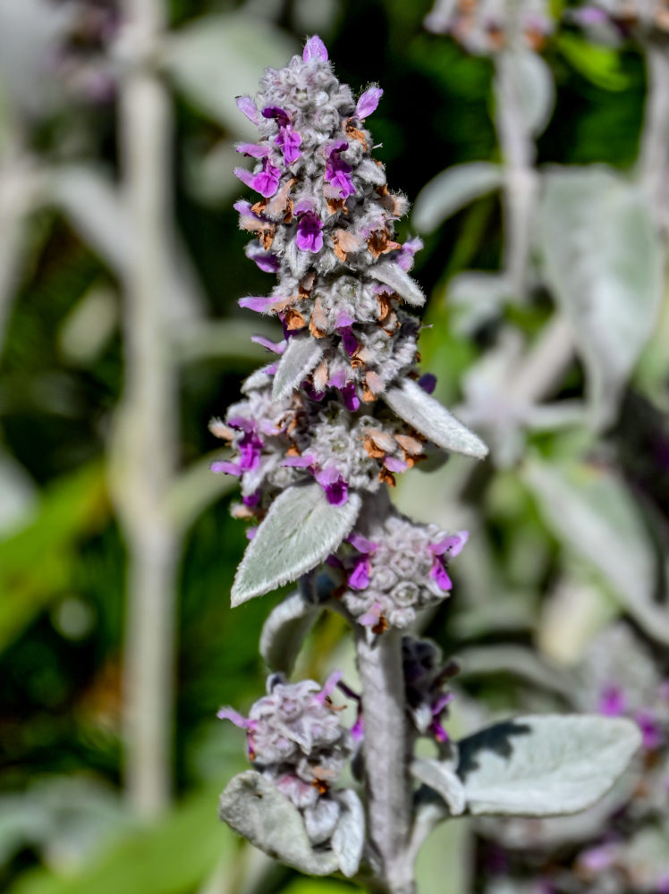 Image of Stachys byzantina specimen.