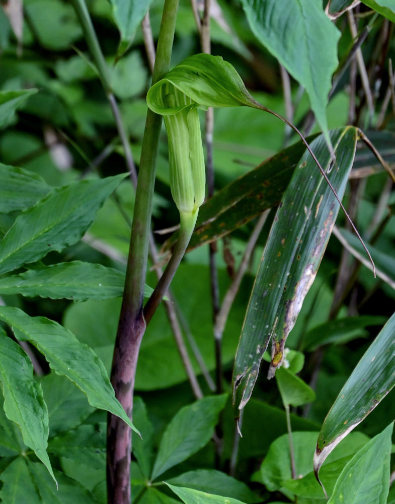 Изображение особи Arisaema consanguineum.