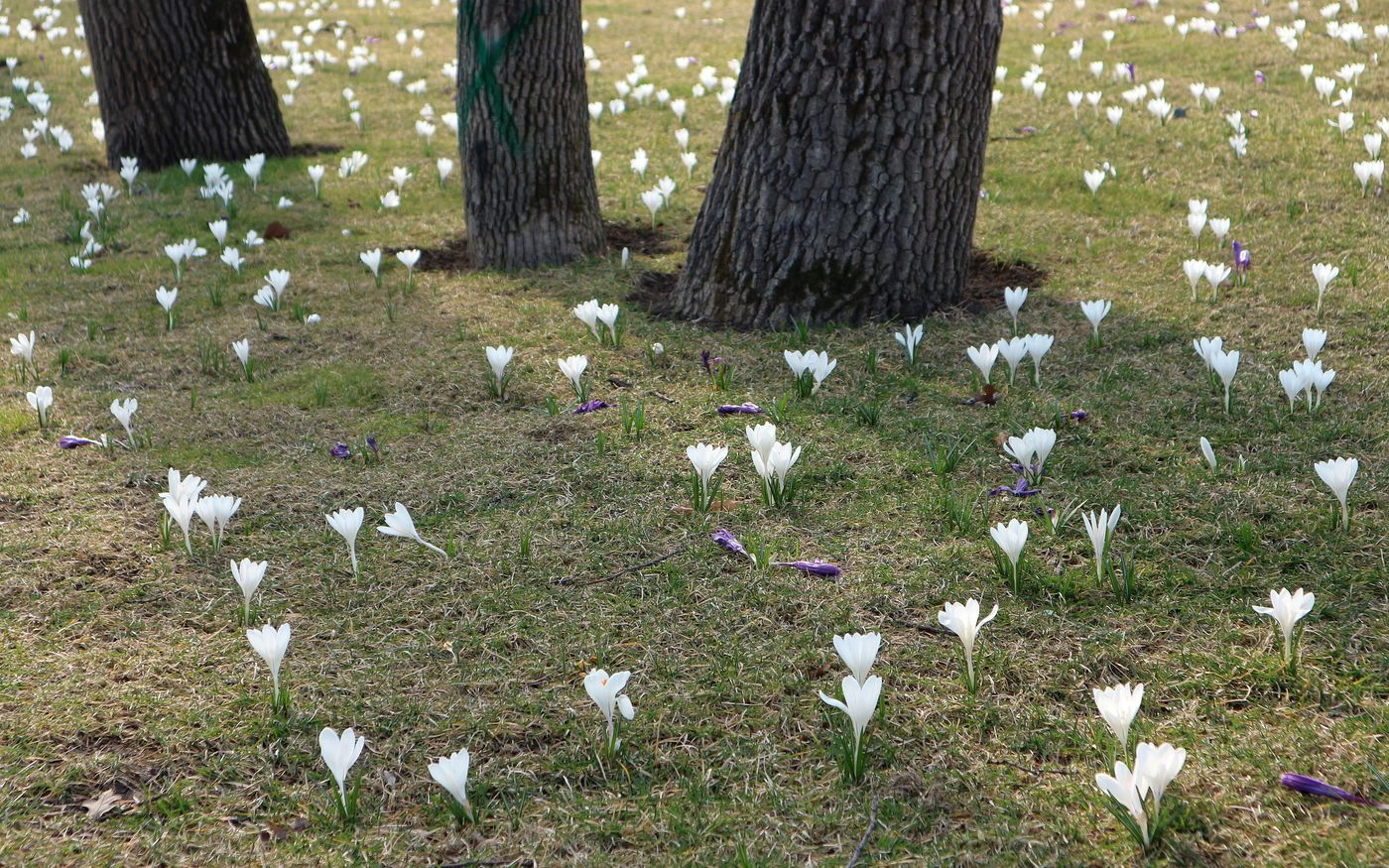 Изображение особи Crocus vernus.