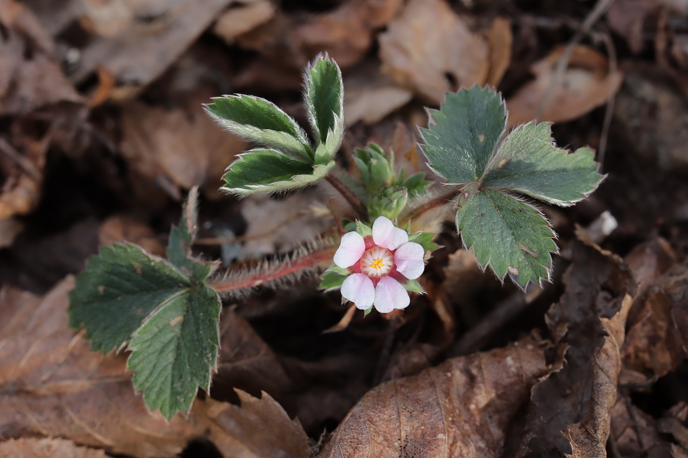 Image of Potentilla micrantha specimen.