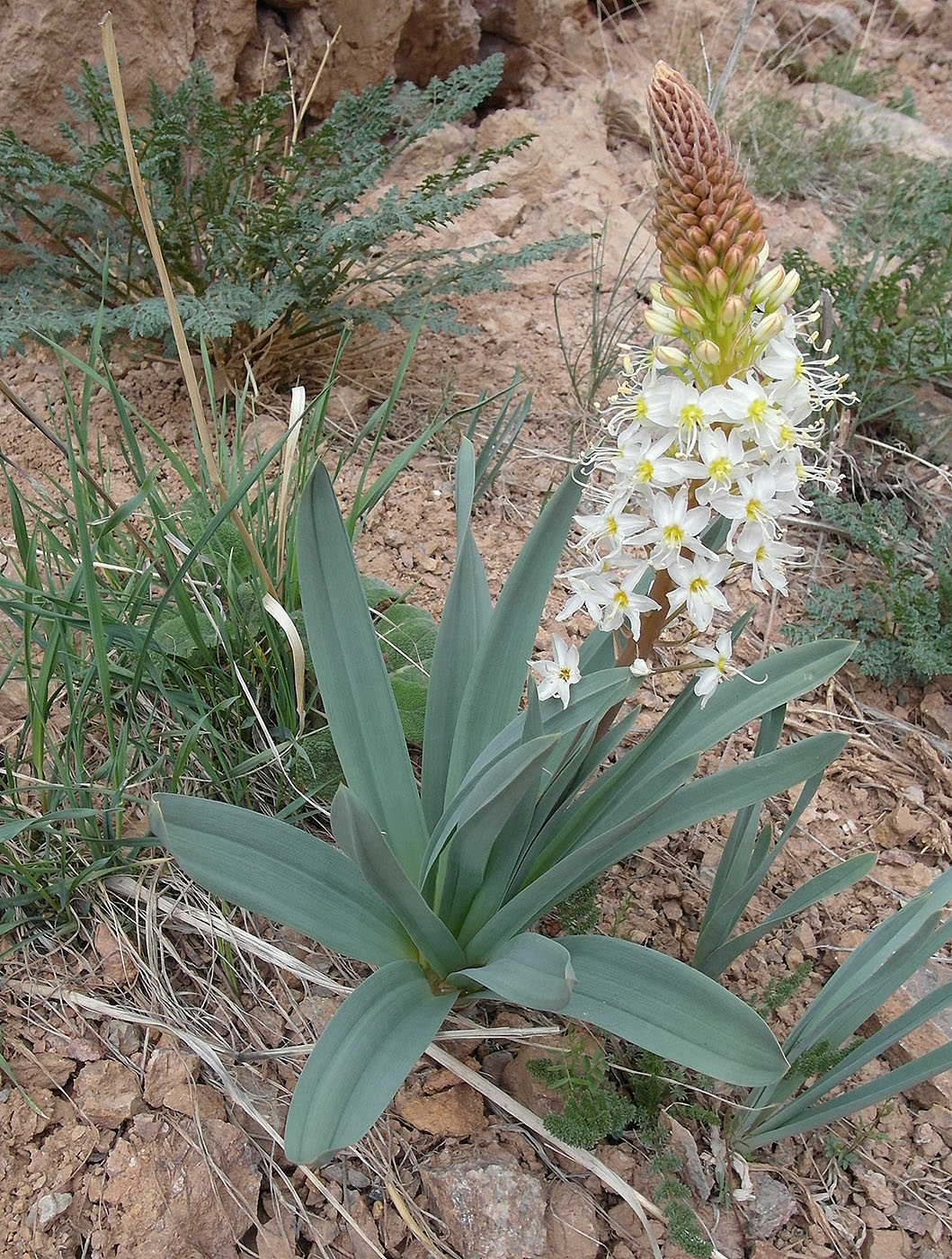 Image of Eremurus lactiflorus specimen.