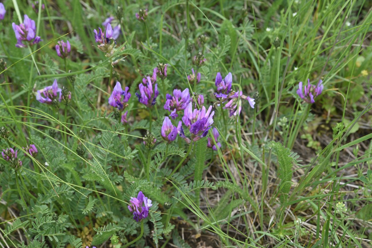 Изображение особи род Astragalus.