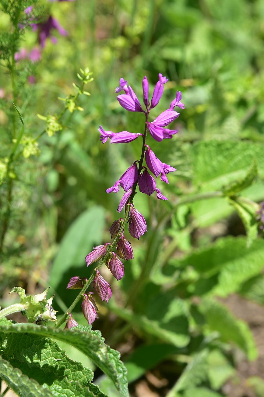 Image of Polygala major specimen.