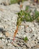 genus Euphorbia. Цветущее растение. Краснодарский край, Крымский р-н, окр. станицы Неберджаевская, дол. р. Липки, пушистодубово-грабинниковый лес, задернованное скальное обнажение на месте старого заросшего карьера, на мергелевой крошке. 19.05.2026.