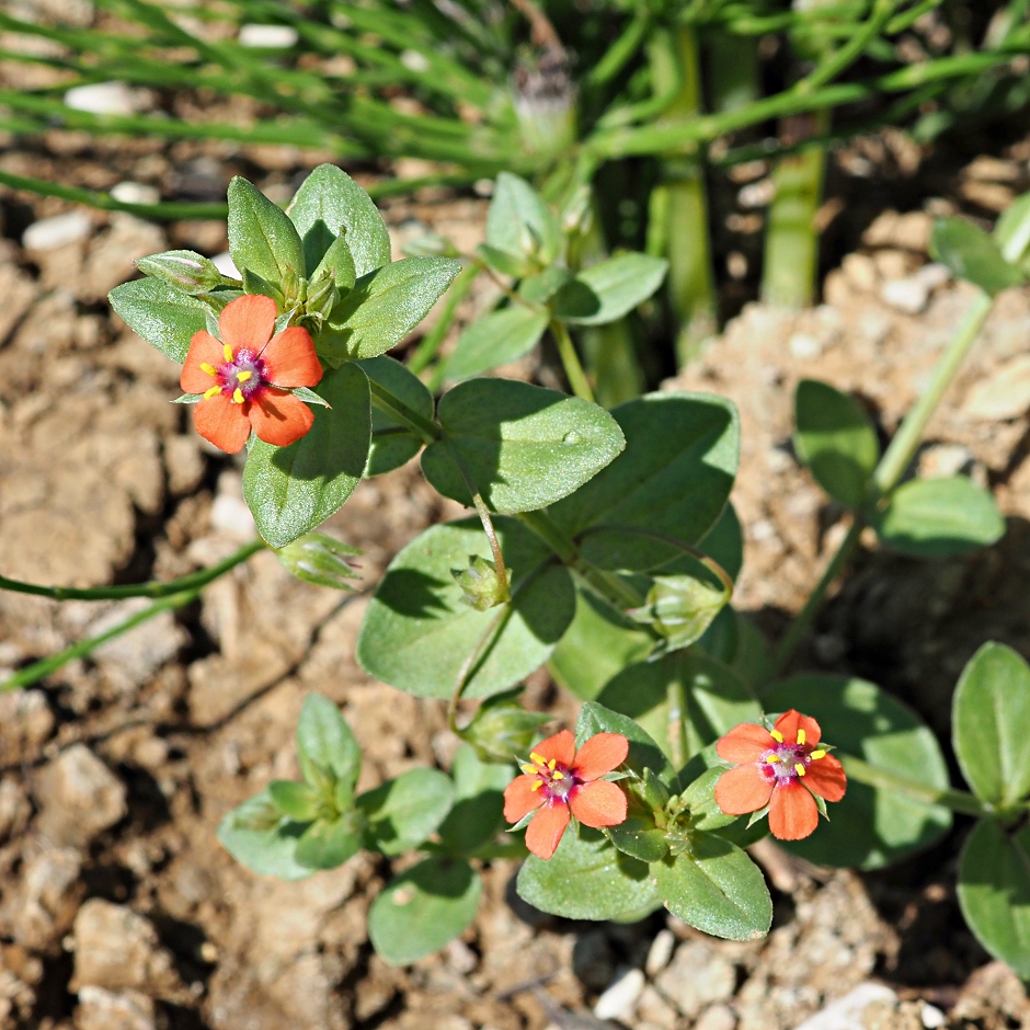 Image of Anagallis arvensis specimen.
