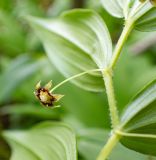 Image of taxon representative. Author is Вера Волкотруб