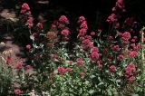 Centranthus ruber. Цветущее растение. Белгородская обл., пос. Ракитное, ул. Сосновая, 2, в культуре. 27 июня 2026 г.